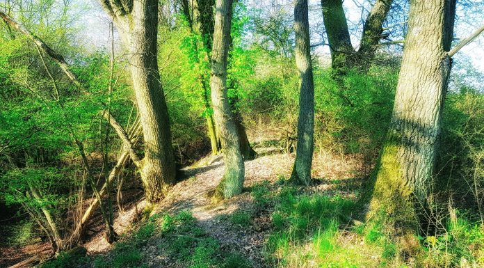 Ruhewald und Memoriam-Garten: für uns kein Widerspruch