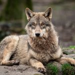 Beim Waldspaziergang stellen Jäger größeres Risiko dar als Wölfe